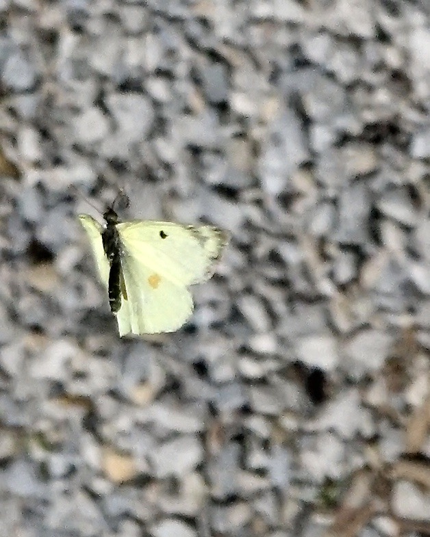 Berger's clouded yellow